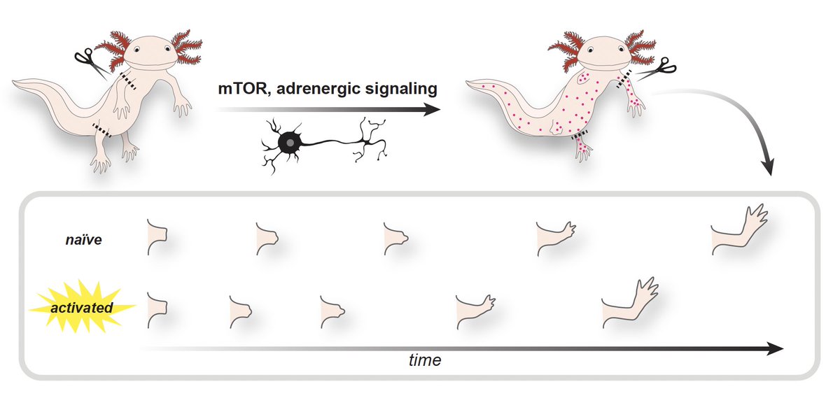 Jessica Whited tweet media