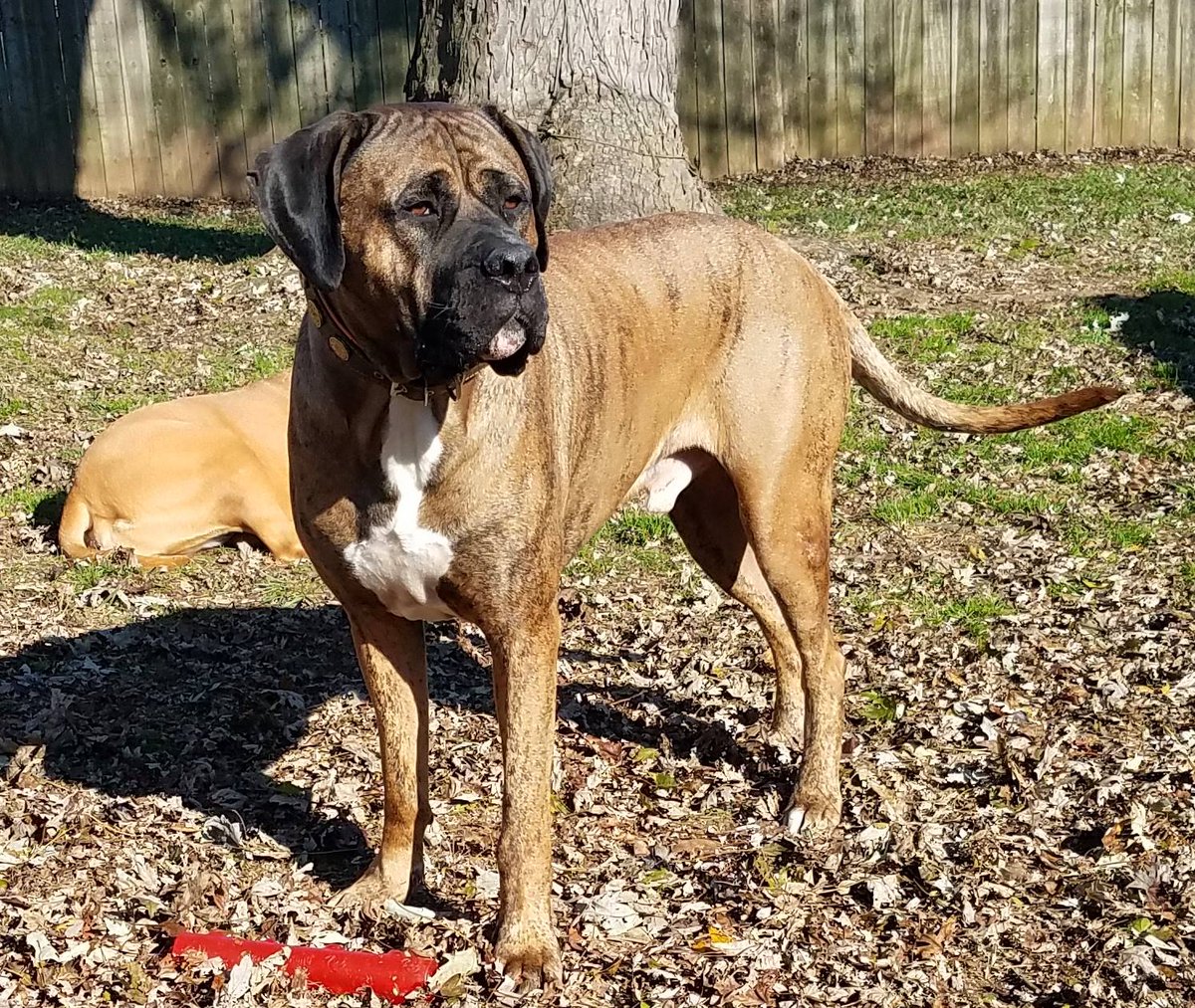 Bigdogproblems2's tweet image. Today I share some of my pics from this year. All dogs, all rescued by me, all with some sort of behavior issues that no rescue could help. Currently 2 Bullmastiffs, 1 Rottweiler, and of course my nugget Bulldog. 
#dogsoftwitter 
#RescueDogs