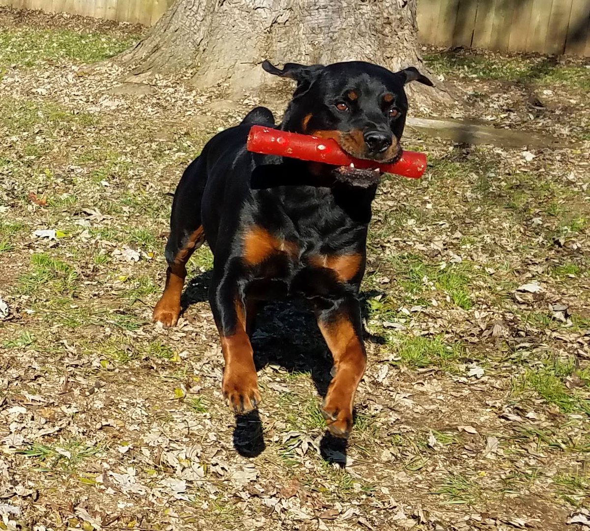 Bigdogproblems2's tweet image. Today I share some of my pics from this year. All dogs, all rescued by me, all with some sort of behavior issues that no rescue could help. Currently 2 Bullmastiffs, 1 Rottweiler, and of course my nugget Bulldog. 
#dogsoftwitter 
#RescueDogs