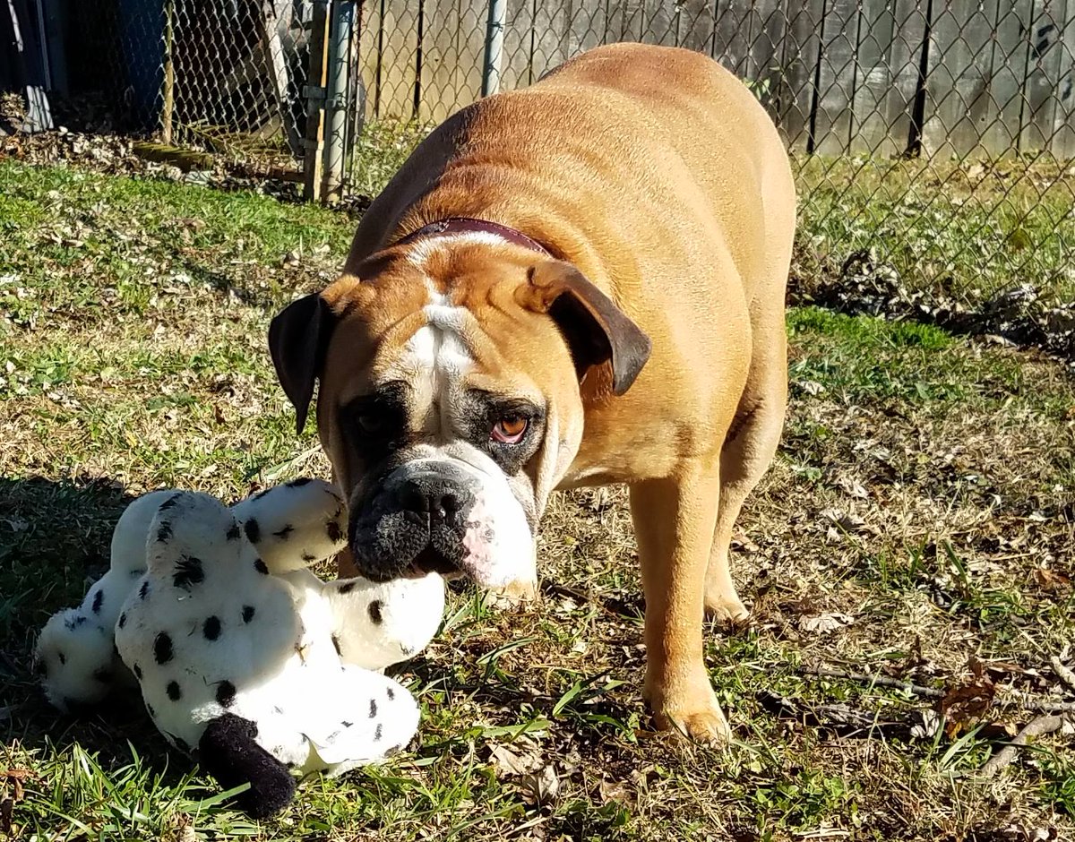 Bigdogproblems2's tweet image. Today I share some of my pics from this year. All dogs, all rescued by me, all with some sort of behavior issues that no rescue could help. Currently 2 Bullmastiffs, 1 Rottweiler, and of course my nugget Bulldog. 
#dogsoftwitter 
#RescueDogs