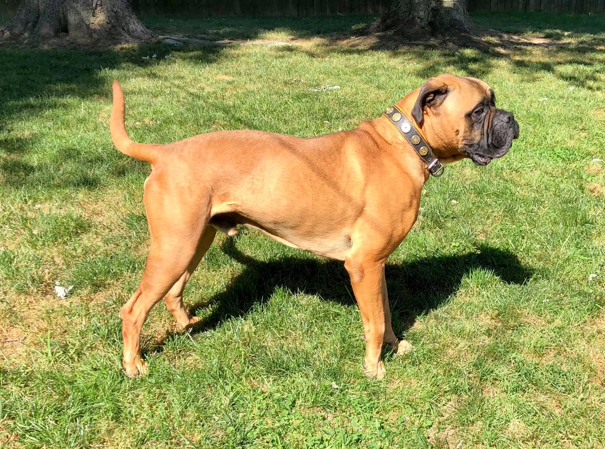 Bigdogproblems2's tweet image. Today I share some of my pics from this year. All dogs, all rescued by me, all with some sort of behavior issues that no rescue could help. Currently 2 Bullmastiffs, 1 Rottweiler, and of course my nugget Bulldog. 
#dogsoftwitter 
#RescueDogs