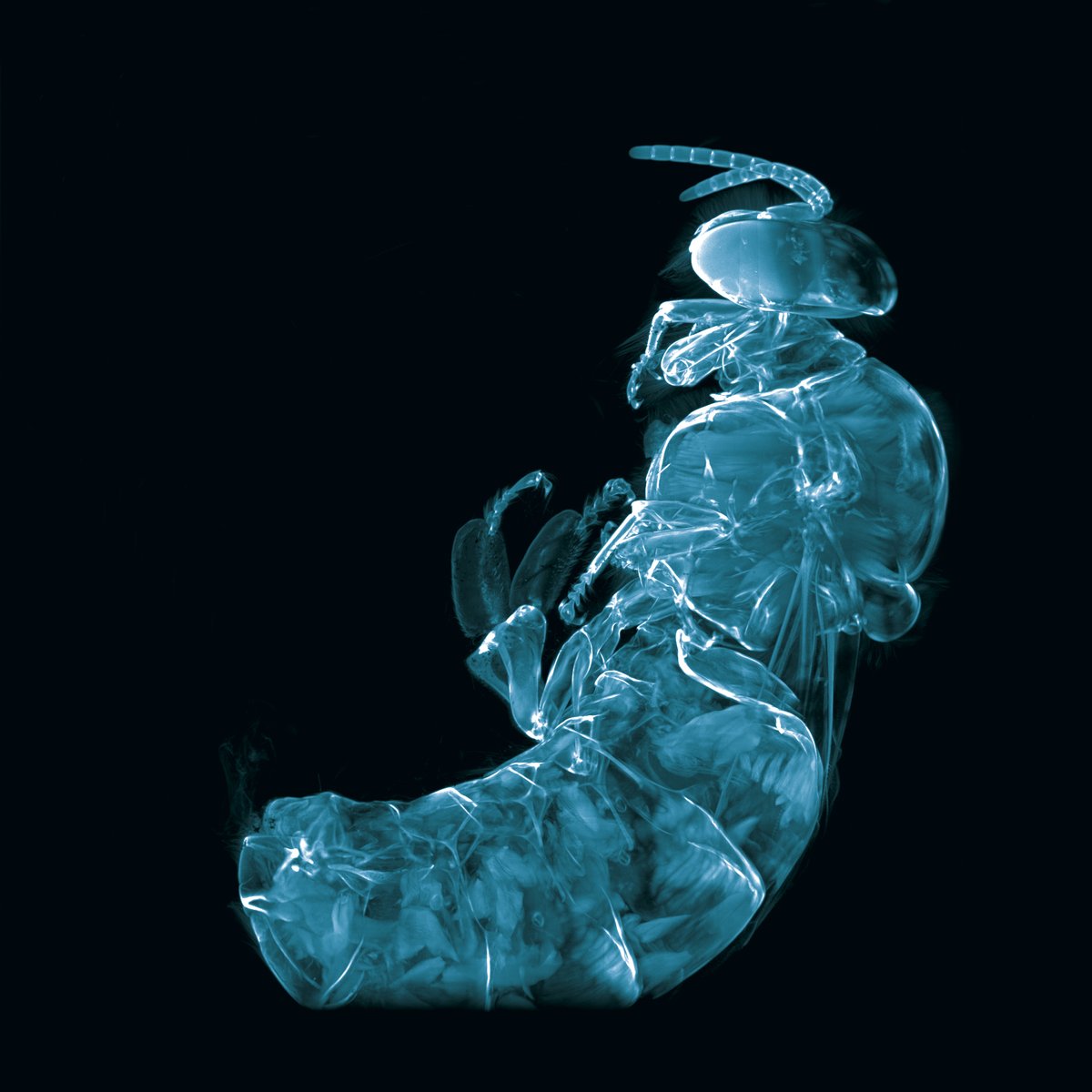 ProspectiveInst's tweet photo. Happy New Year to all on this #FluorescenceFriday! 🌈🍀🎉
Thanks for helping to find our best image 2021. Today we are proud to announce the winner: A - the max intensity projection of a bee (#mesospim #lightsheet setup) got most of the votes.
#ProspectiveInst #microscopy https://t.co/bFulNiHSfB