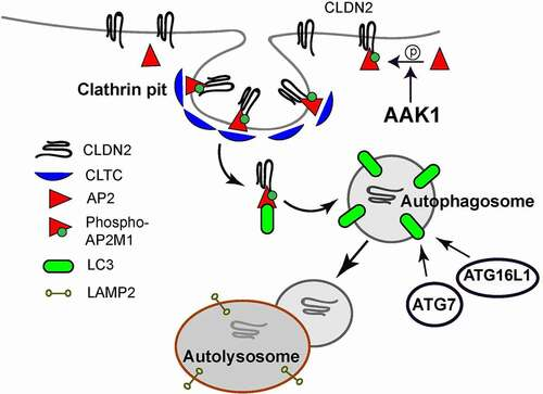 Our new paper in Autophagy: 
AP2M1 mediates autophagy-induced CLDN2 (claudin 2) degradation and reduces intestinal epithelial tight junction permeability tandfonline.com/doi/full/10.10…
Thank you <a href="/vpderetic/">Vojo Peter Deretic</a> and <a href="/AIM_autophagy/">The AIM Center</a> for help on initiating this project.