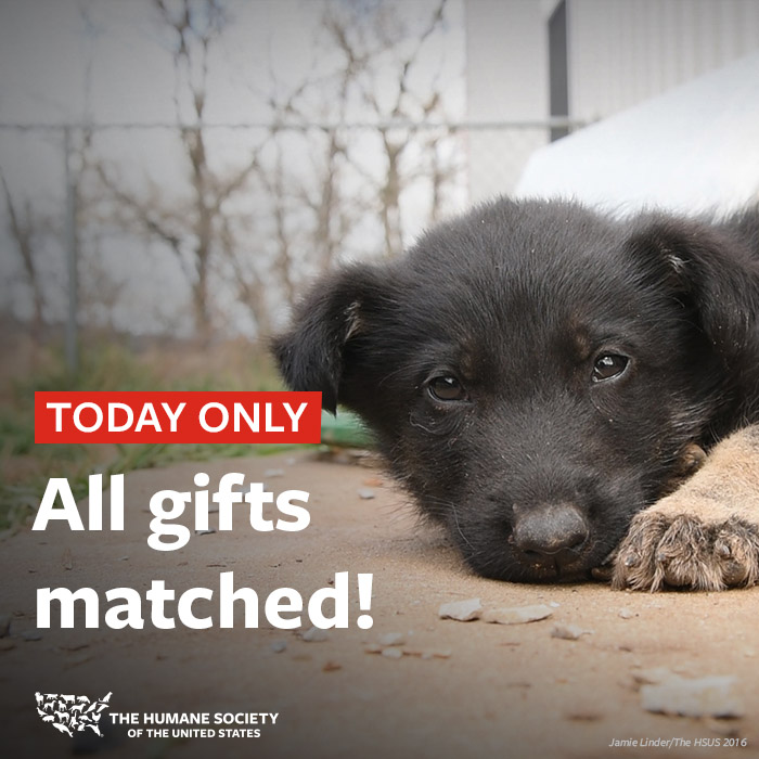 humaneworldorg's tweet photo. Itโs the last day of the year to make a lifesaving donation and we just got word that today only, @babydoge will generously match donations up to $55,000!!
Donโt miss your chance to give a MATCHED tax-deductible gift for all animals: https://t.co/8lA0sMHJxg https://t.co/KfMkZcnzAk