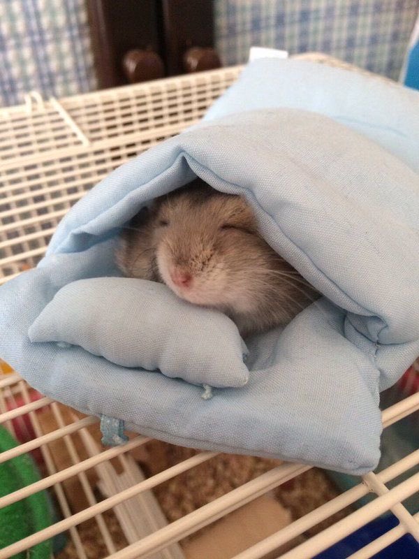 Ningningnim_'s tweet photo. #Winter as a hamster 

»»— a cute thread —««　　

#ACE_WINTER_DAY
#22ShootingStarsForWinter
#우리의_따뜻한_겨울이_생일축하해 https://t.co/3aeKaZodR6