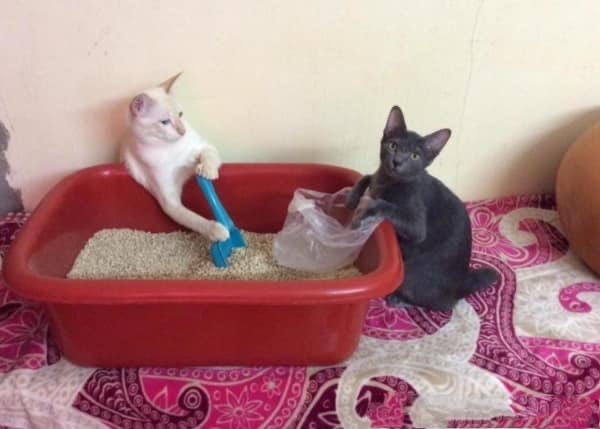 CatWorkers's tweet photo. https://t.co/d8HfN7DwAS https://t.co/jPzE8PIRrZ