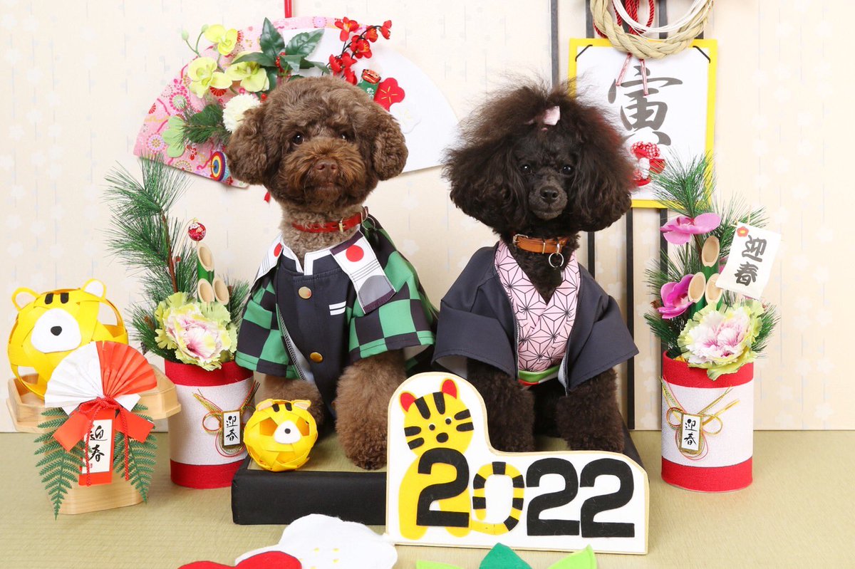 Ron_Porun's tweet photo. あけましておめでとうございます🌏

今年もよろしくお願いします🙇‍♂️🙇‍♀️🐶🐶 https://t.co/eCGuYfCYo6