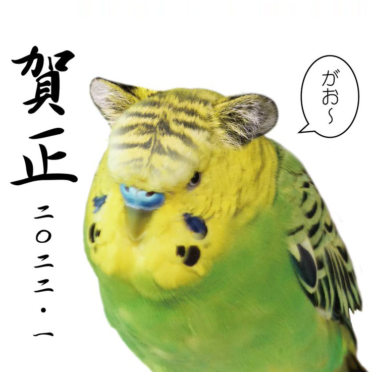 あけましておめでとうございます☀️ セキセイインコは繁体字で虎皮鸚鵡と書くので、寅年年賀状は菜乃に登場してもらいました！ 色も黄色くてぴったり♪ ちなみに日本の漢字名だと背黄青鸚哥と書きます🐤