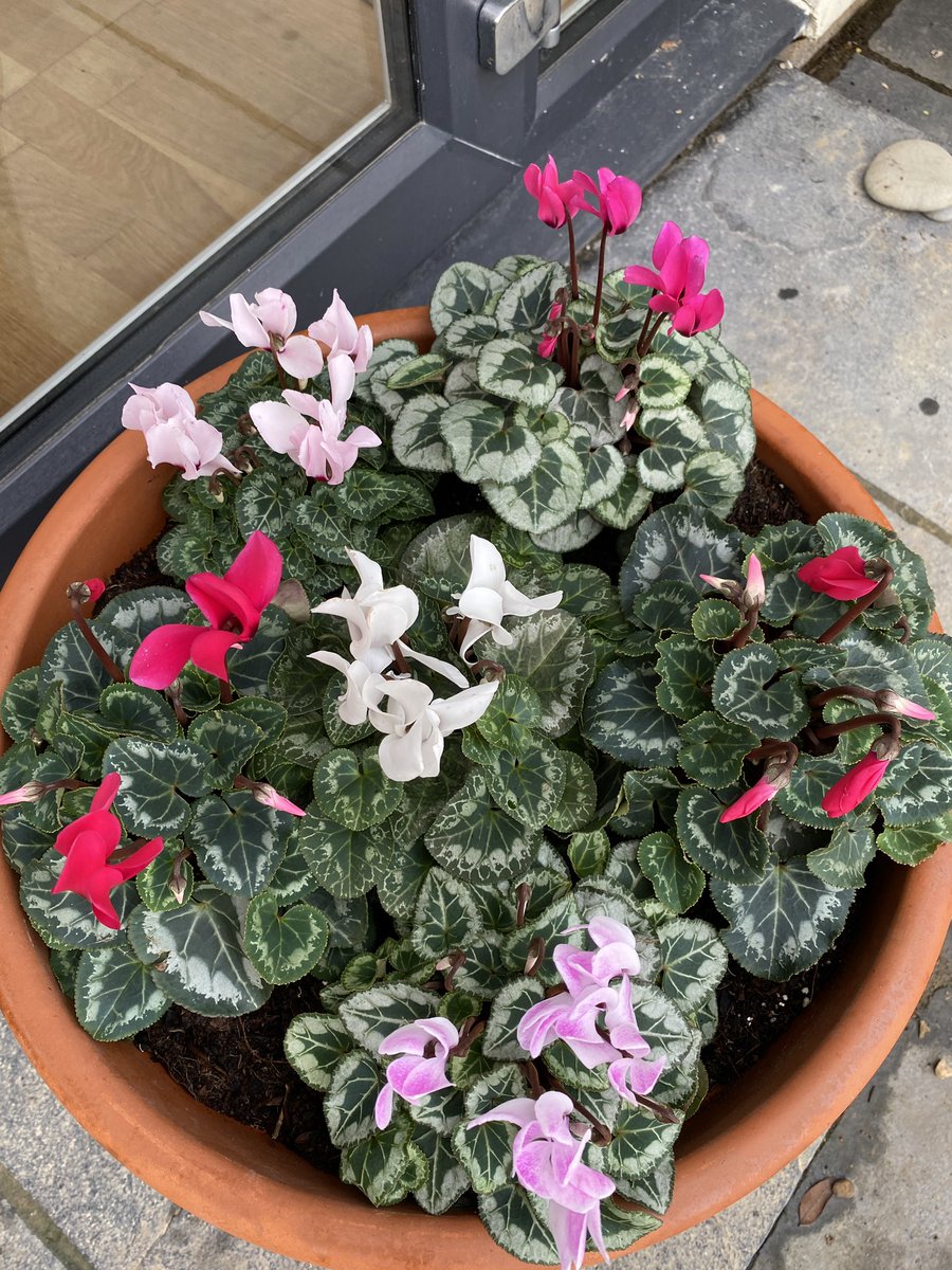 AlanEDown's tweet photo. Tune in for #gardening natter and perhaps a #NewYearResolution or 2 on the @teggster Sunday Breakfast - @bbcrb and the #bbcsoundsapp.
Listen this Sunday! https://t.co/qmDQgpclce