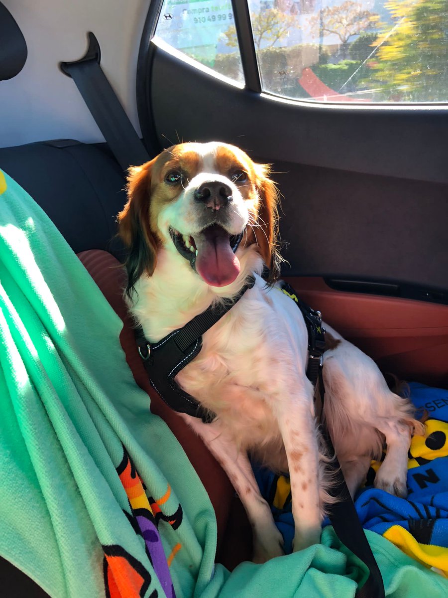 pingudrama's tweet photo. Hoy me han llamado las chicas de la protectora donde adopté a Truc hace 1 mes. Les he dicho que es el perro más feliz del planeta, pero lo que Truc no sabe es que él me hace muchísimo más feliz a mí 💖🐶 https://t.co/GHbD0sUVMW
