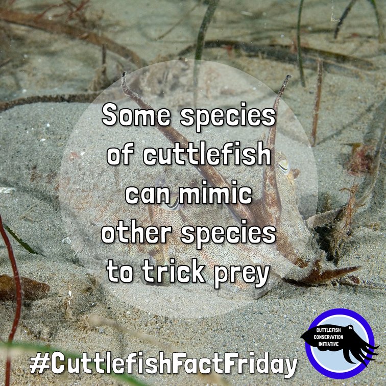 cuttle_cons's tweet photo. It's the last #CuttlefishFactFriday of 2021!
Pharaoh cuttlefish have been observed to mimic hermit crabs, possibly in an attempt to trick prey into letting them get close before attacking.
📸 @.paulnaylormarinephoto (insta)
#Cuttlefish #CephalopodResearch https://t.co/7FtmlKUjUm
