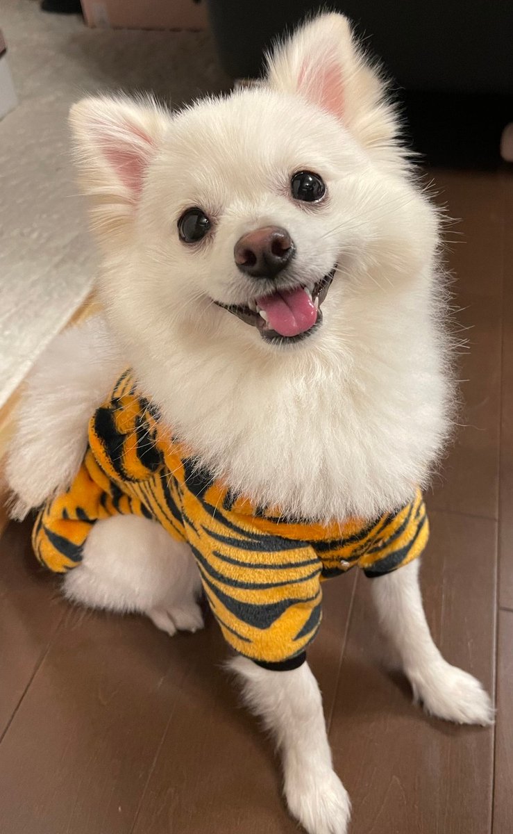 明けましておめでとうございます㊗️
寅年との事でうちのココは寅のお洋服で2022年スタートです🤣
本年も何卒宜しくお願いします🙇