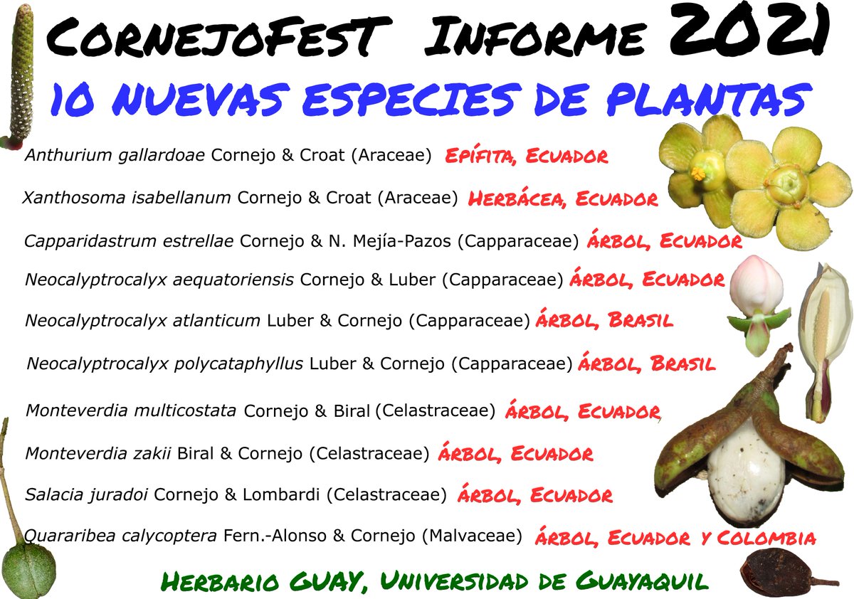 Un informe de mi cosecha botánica 2021. Un agradecimiento especial a los taxónomos amigos (ver autores de las especies) y a todos quienes aportaron de alguna u otra manera, con quienes hemos podido compartir el trabajo en este año. El Señor Yeshua los bendiga y proteja en el 2022