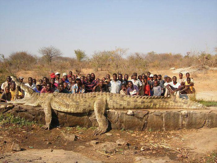 Voici l'un des plus grand crocodile jamais trouvé. Il faisait 9,4488 mètres et il a été tué en 2012 car il mangeait des humains régulièrement😭
