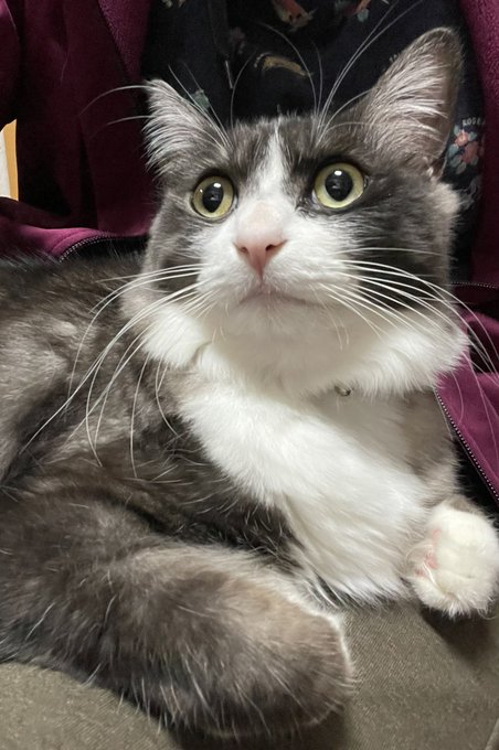 吉田類の酒場放浪記のtwitterイラスト検索結果