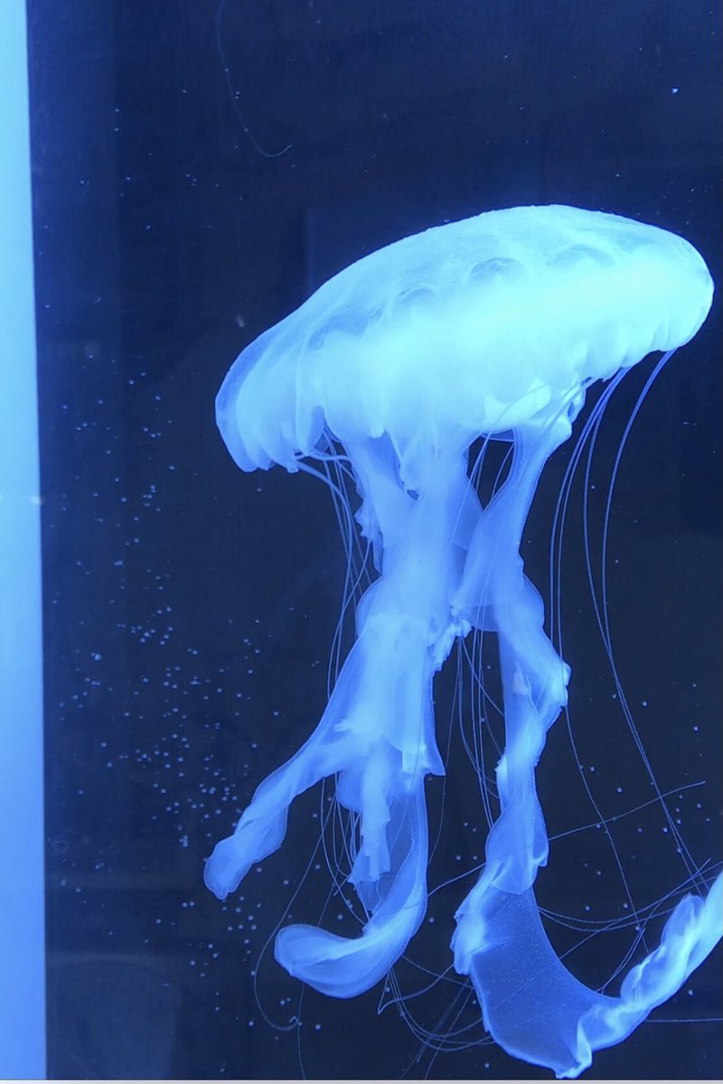 Jelly Style Jelly Style Twitter