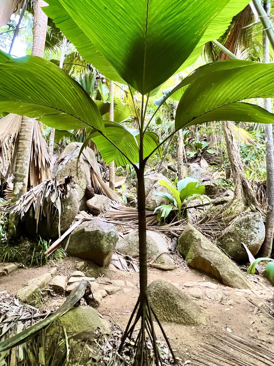 carllewis's tweet photo. Verschaffeltia splendida, amazing endemic stilt-rooted palm of Seychelles rainforests. Look for this species in the @FairchildGarden Rainforest, where it loves the new irrigation &amp; fog system https://t.co/mdH9a7XFF6