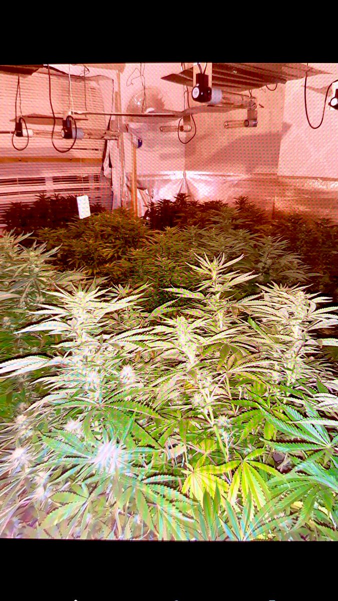 So 2021 literally finished on a high, a great result on my last shift of the year teamed up with <a href="/lucyowens97/">Lucy</a> and Nathan. Over £100,000 worth of cannabis taken of the streets @GMPBoltonNorth <a href="/GMPSpecials/">GMP Special Constabulary</a>