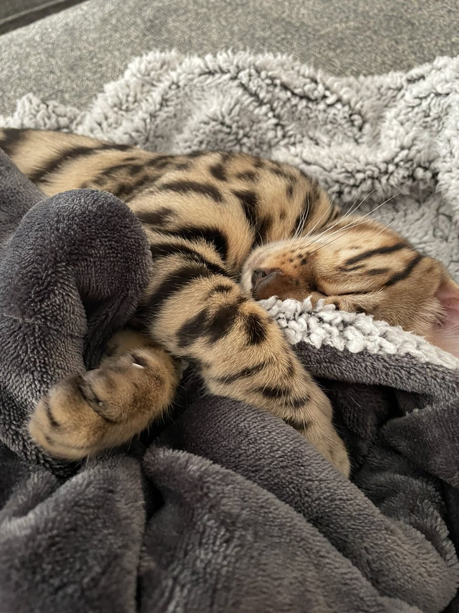 Sorry I haven’t been active much

I’ve been

Sleeping