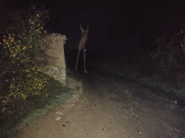 Dark_Ranch_7's tweet photo. It was dead silent, until the sound of feet against gravel came from in front of me. https://t.co/nebdjzLLSB