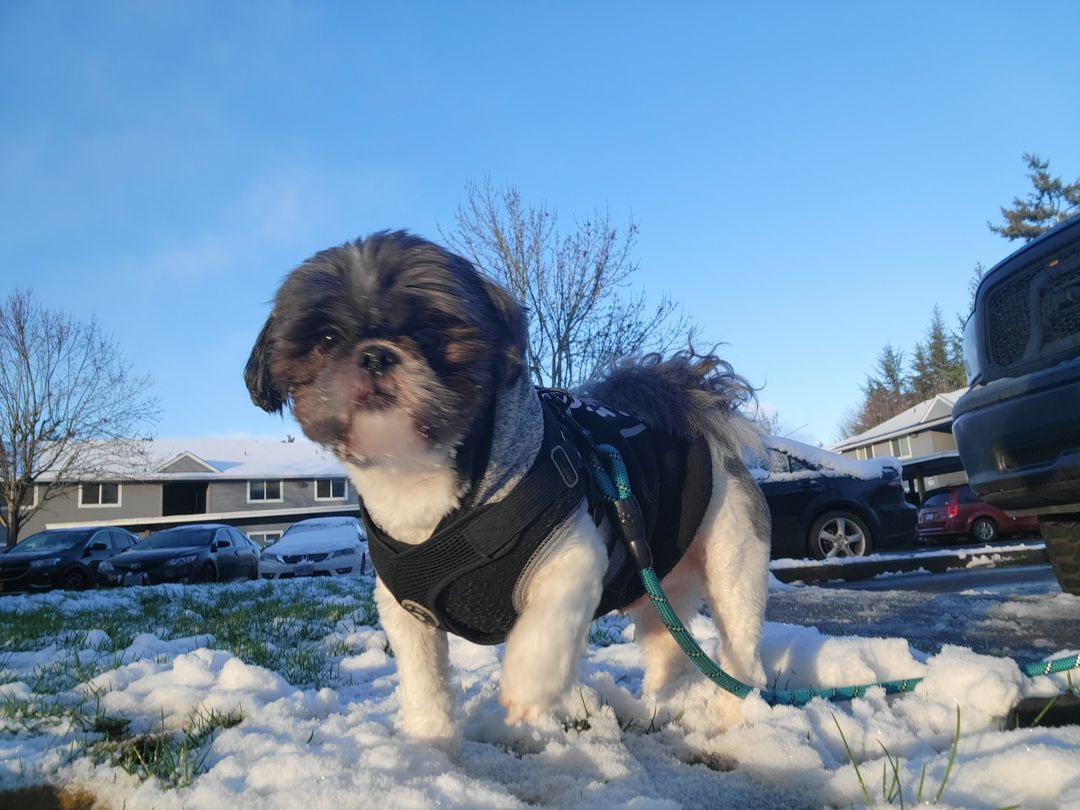 SusieQpon's tweet photo. It's not Rascal's first snow, but he acts like it is every time. Then again, so do I. 🌨 #OregonSnow #dogsinsnow #NewYear2022 #ShihTzu https://t.co/wugx7kqiGZ