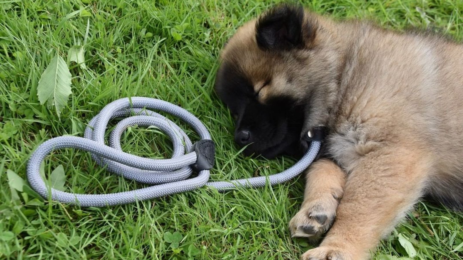 How Do Dog Rocks Work