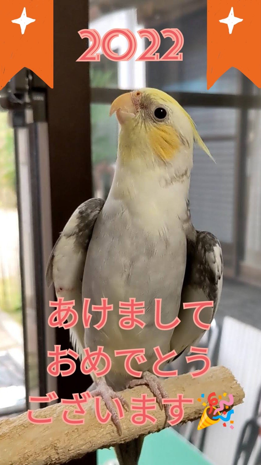 オカメインコのぴーなっつ Peanuts Bird3 Twitter
