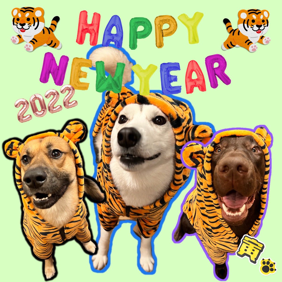 ハスキー&mix&ラブ❤︎わんこ🐕中心 時折猫🐈‍⬛とふくろう