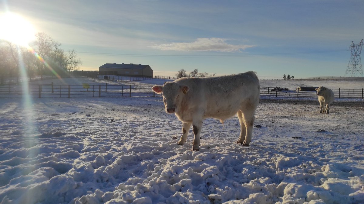 Pablo Berger tweet media