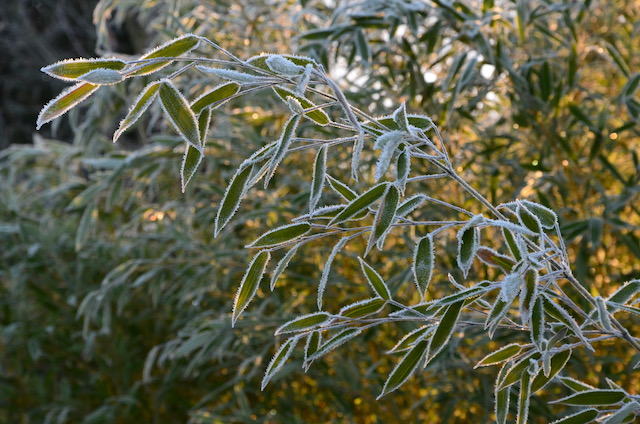 Garden_Notes's tweet image. Winter(-Anfang) im Wilden Garten: wildgardening.de 
#Garten #Bambus #Gardening