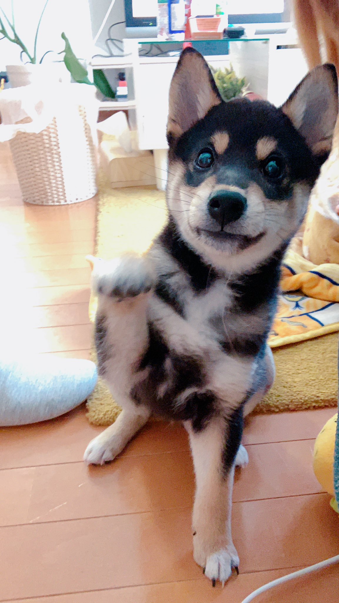 黒柴 ぷー 初めまして あけましておめでとうございます 黒柴の ぷー です 我が家にきて1ヶ月𖤐 やんちゃすぎる毎日の成長をお届けします ᵕ よろしくね 黒柴 柴犬のいる暮らし こいぬ T Co Tqky8jcyhe Twitter