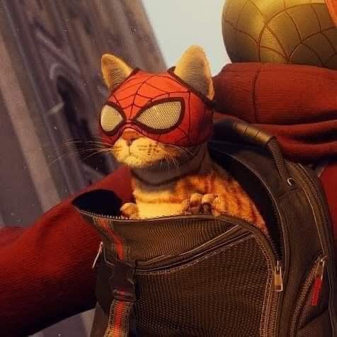 Cat Dealer (@catpicsdealer) on Twitter photo 