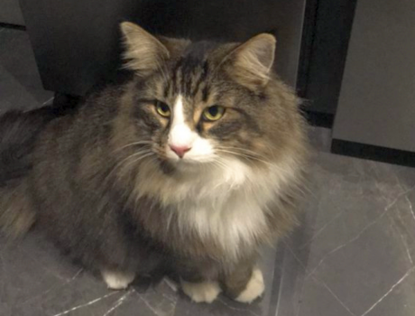 🌞 HERENIGD! 
KAT NALA (chip)
gest. poes, cypers/wit langharig
#ARNHEM #GE  
#DHver 15/9/21 facebook.com/DeHerenigingGe…