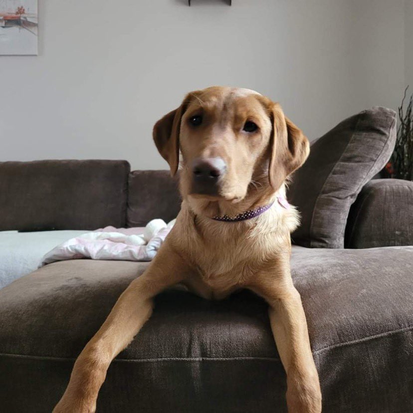 Milliemonx's tweet photo. Thank you to all my new friends who are now following me.  I got lots since yesterday 🐾🐾 Do you think I’ve got long legs …….. 🤔 https://t.co/viGG7DpCeA