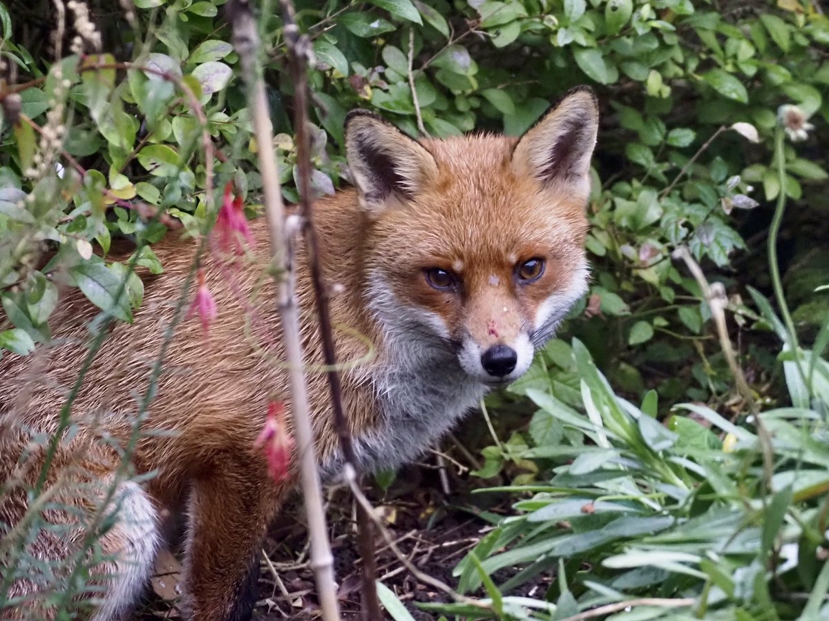 Dave Butler tweet media