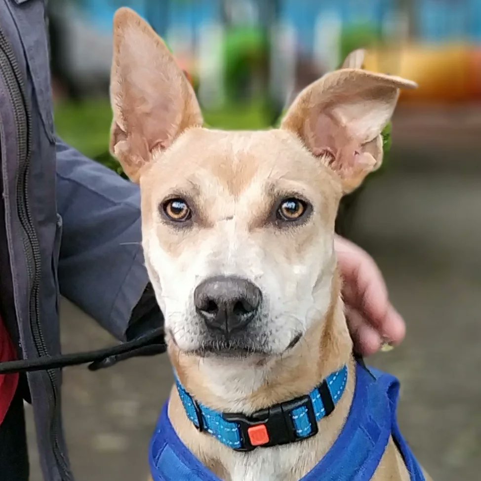 ADelCastilloAct's tweet photo. ¡Este 2021, Luna nos adoptó!
 Luna fue rescatada de las calles por Biocán Salvando Vidas, A.C. y somos afortunados de que ahora ella sea parte de nuestra familia.

#happydogs #adoptanocompres #adoptaunperro #adoptadog #AdoptDontShop https://t.co/Oc3m4JJjrp