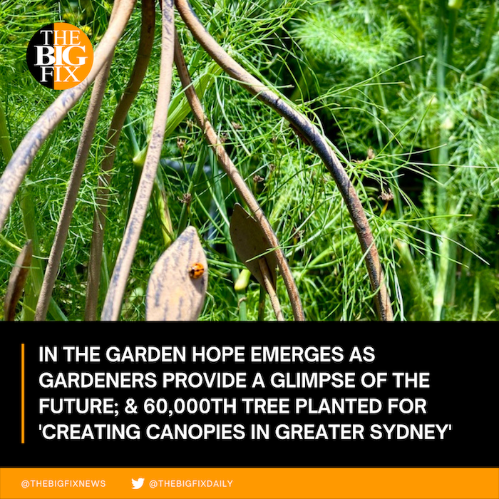 TheBigFixNews's tweet photo. In the garden hope emerges as gardeners provide a glimpse of the future; Landcare plants 60,000th tree for the Creating Canopies in Greater Sydney project; and QLD rangers rescue 74 endangered green sea turtles at Raine Island.
Today's Solutions Digest: https://t.co/lPcdFQstdt https://t.co/wiK61SW2aG