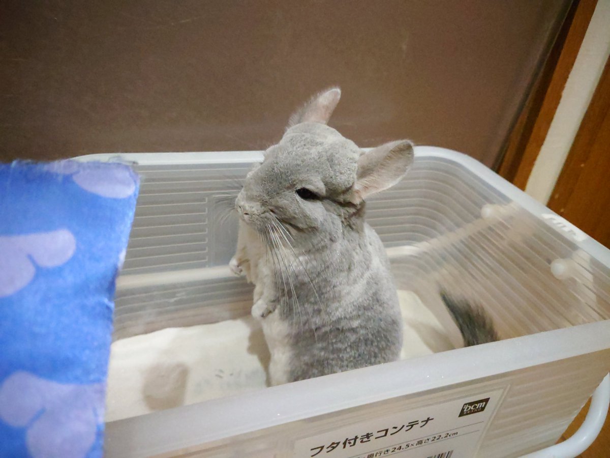 Csumirechan1215's tweet photo. あけましておめでとうございます
今年もすみれちゃんをよろしくお願いします。

���れは砂浴び初めのすみれちゃんです https://t.co/AQQ7mGh76E