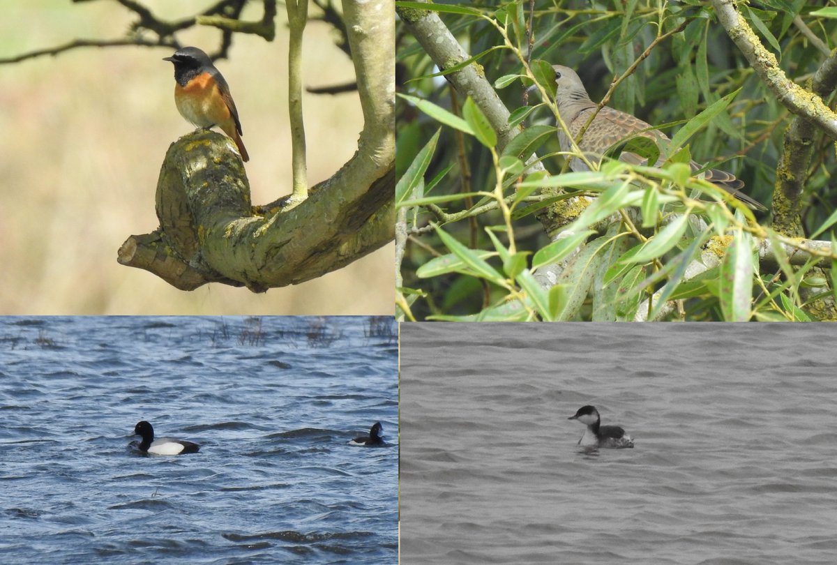 Duncbye's tweet image. Another enjoyable year @PatchBirding at @YorksWildlife Wheldrake Ings & @LDV_NNR Bank Island: 153 species including 7 patch ticks: Dusky Warbler, Pectoral Sandpiper, Little Stint, Turtle Dove, Collared Pratincole, Kittiwake & Slavonian Grebe. What a place! #PWC2021 @YorkBirding