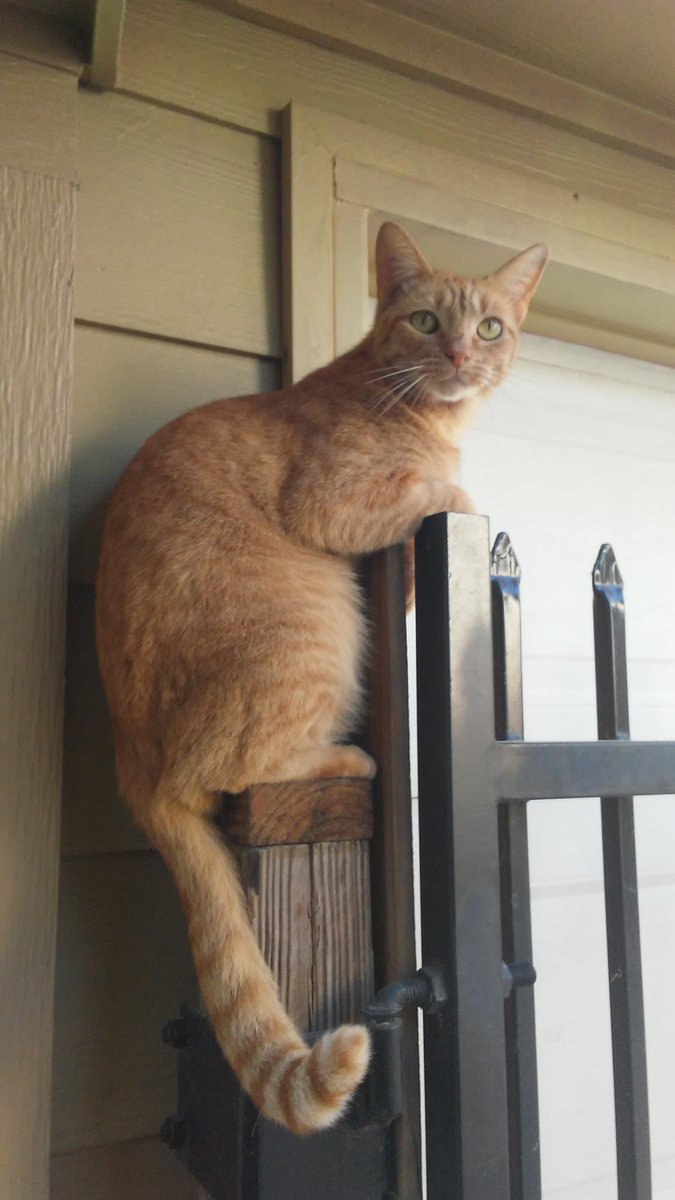 kristy_clueless's tweet photo. While I think it's pretty cool that I have the cutest cats in the whole world, I also think it's pretty unfair to all of y'all that my cats are so much cuter than yours.
#DontHate #ItsTrueThough #SorryNotSorry #Beebees #Preciousness #TotesAdorbs https://t.co/7xQFMOnSUz