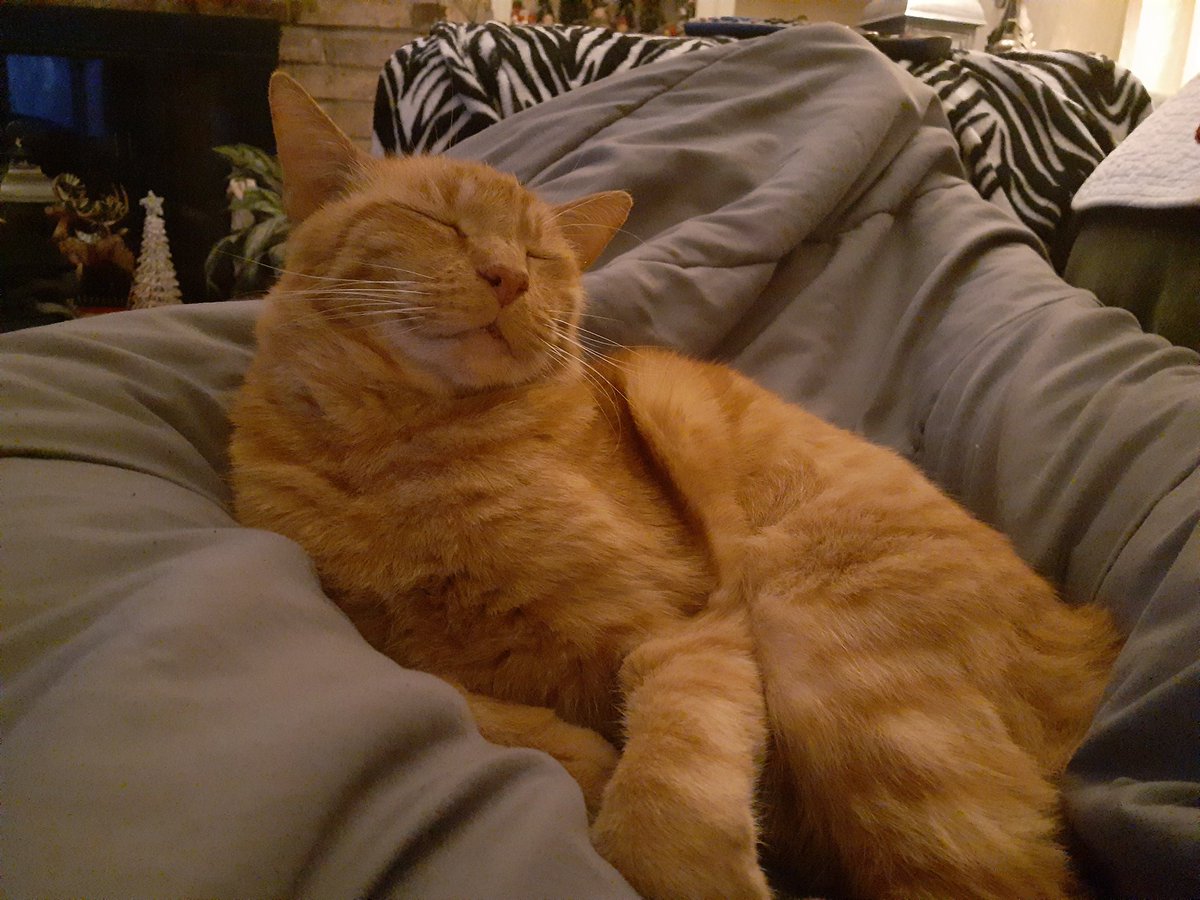 kristy_clueless's tweet photo. While I think it's pretty cool that I have the cutest cats in the whole world, I also think it's pretty unfair to all of y'all that my cats are so much cuter than yours.
#DontHate #ItsTrueThough #SorryNotSorry #Beebees #Preciousness #TotesAdorbs https://t.co/7xQFMOnSUz