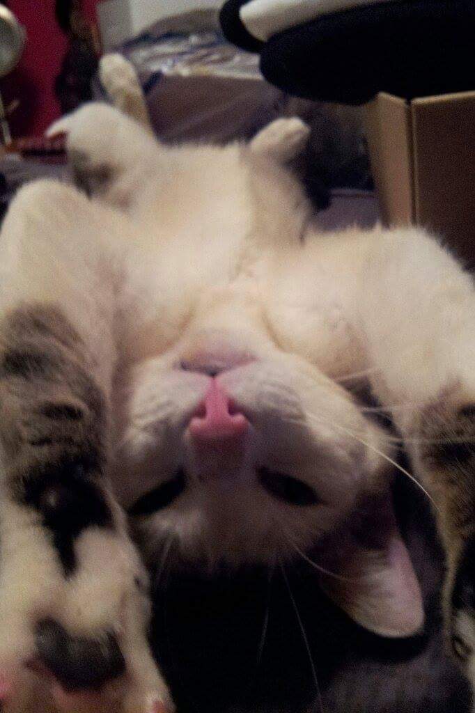 kristy_clueless's tweet photo. While I think it's pretty cool that I have the cutest cats in the whole world, I also think it's pretty unfair to all of y'all that my cats are so much cuter than yours.
#DontHate #ItsTrueThough #SorryNotSorry #Beebees #Preciousness #TotesAdorbs https://t.co/7xQFMOnSUz