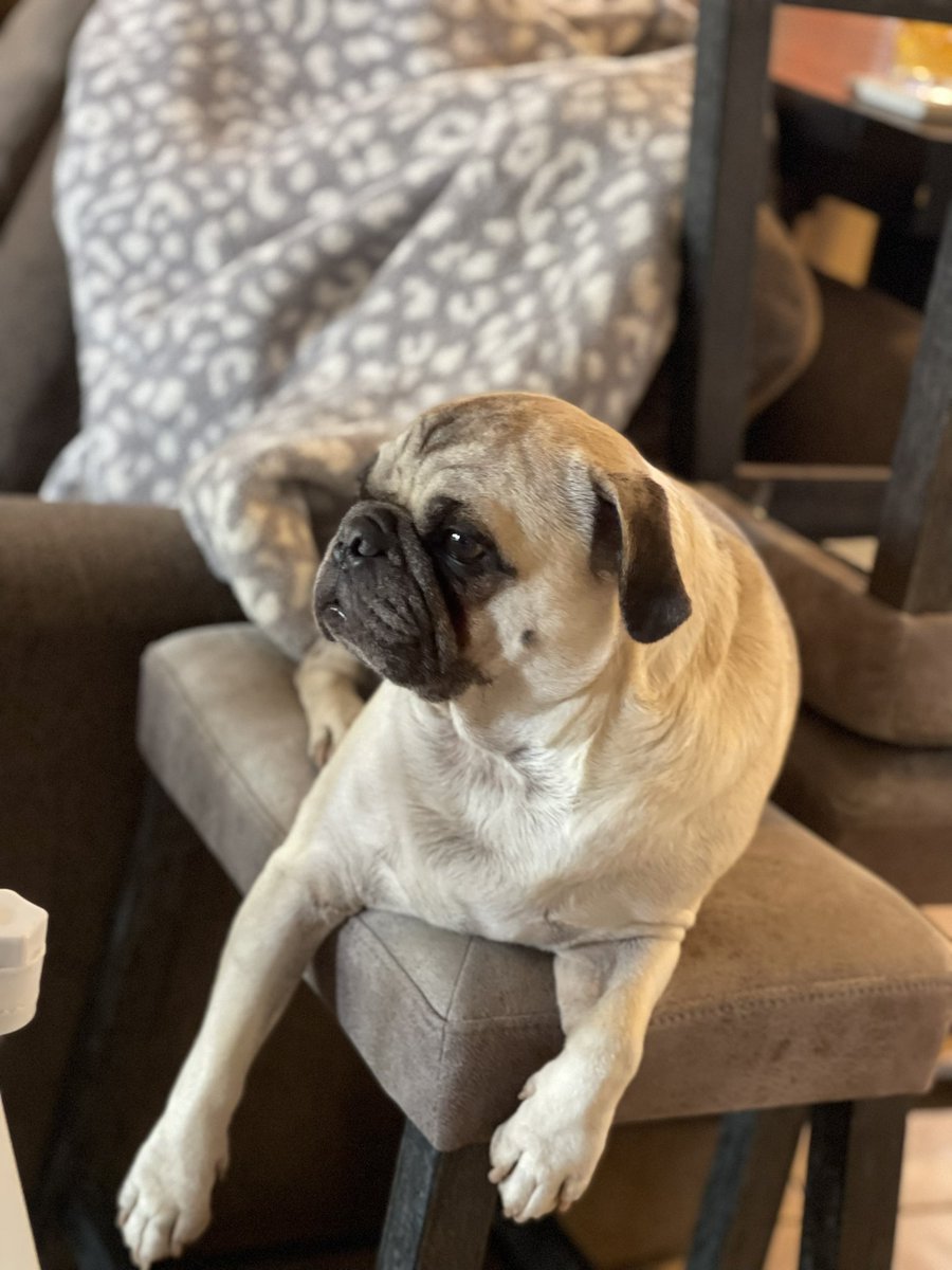 connordaavis's tweet photo. @sydthekidtaylor @itsdougthepug Not Doug but here’s a pic of Eli https://t.co/DTEifFmnvd