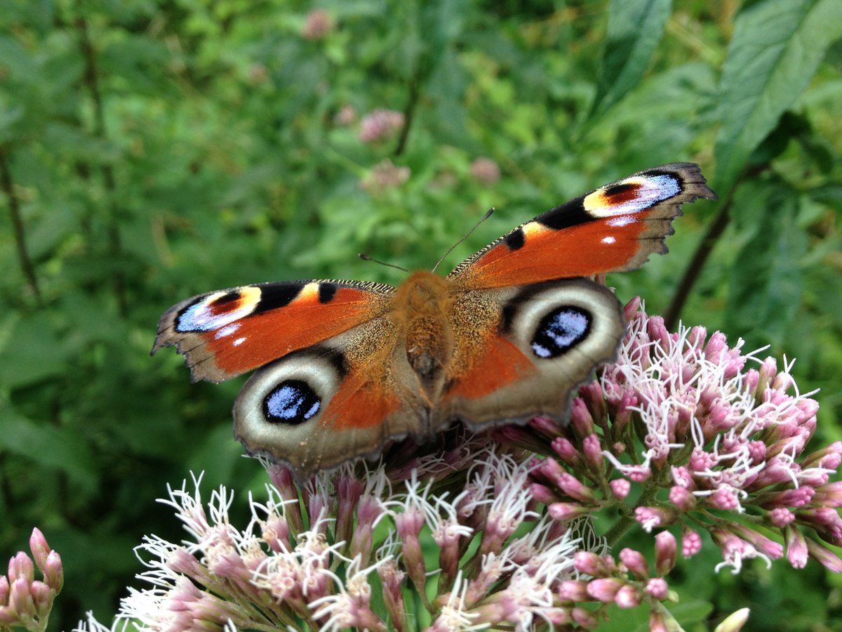 plucktoplay's tweet photo. The warmest (UK) New Year's Eve on record isn't quite mild enough for a #butterfly, but here's one of my faves from 2021. Wishing y'all dreams come true in 2022. 😘 https://t.co/2u3FvdpCWQ