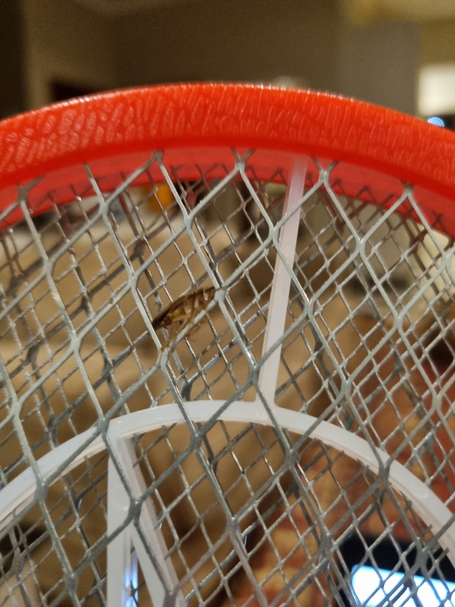 I just nailed a cockroach that was crawling across my fly zapper and I consider that my biggest achievement of 2021