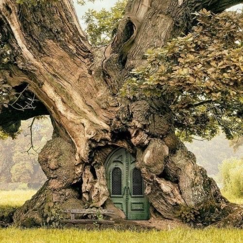 ElliottBlackwe3's tweet photo. If you're looking for me, I will be in my tree. See you in the new year, dear magical Twitter folk. I am deeply thankful for all of your friendships. https://t.co/T6kkHZqAkC