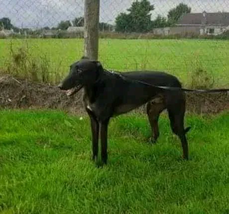 NWDogRescue's tweet photo. Name MOWGLI
Age 5
Location NORTH WALES
Re-home NATIONWIDE
Details and enquiry form https://t.co/AbvC9wyqvD
Please retweet https://t.co/5Tpmm9KbIO