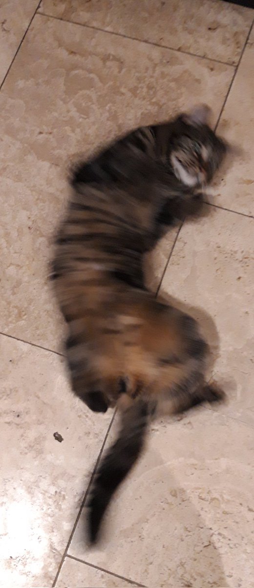 The cat is so excited for 2022, he wants to show you his bits.