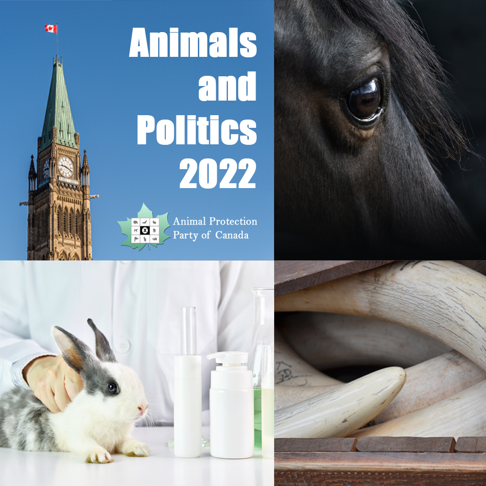 👉Check out our new blog post to read what happened in the last year for animals in Canada (and across the world) and what is to come! 🐴🐰🐘 💪We must keep fighting! There is hope for a more compassionate world. 💜🐖🌻 #cdnpoli #teamplanet #vegan ow.ly/6Yxr50HlowK