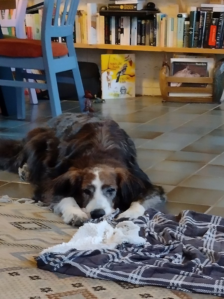 EstherJacobi's tweet photo. @ThijsWhoa Sok is gelukkig na 6 weken knallen alleen nog maar grumpy. 

Jongens wat een narigheid https://t.co/RjxuAx4vas
